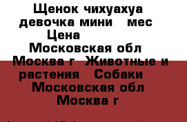 Щенок чихуахуа, девочка мини 2 мес › Цена ­ 20 000 - Московская обл., Москва г. Животные и растения » Собаки   . Московская обл.,Москва г.